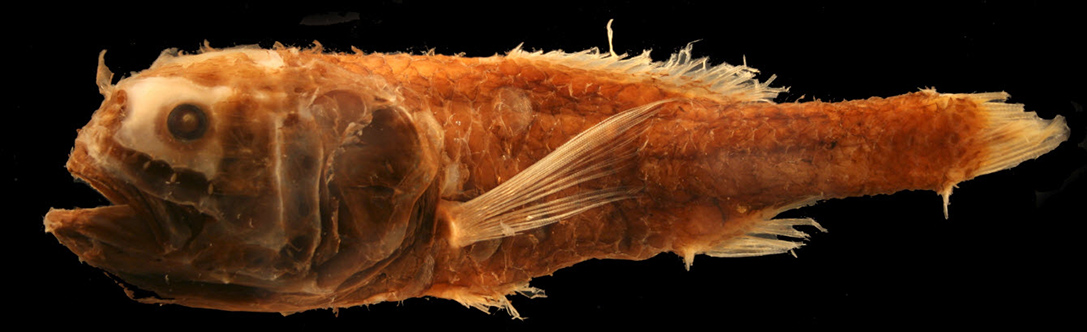 Poromitra crassiceps_02.jpg